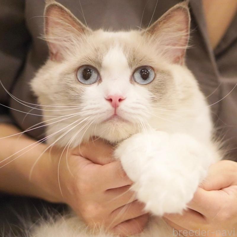いなりちゃん1枚目